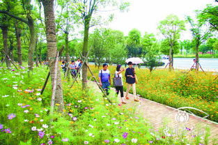 定鼎园艺 花卉园艺,屋顶花园,庭院设计,阳台绿化,插花艺术,园艺图片 定鼎园艺