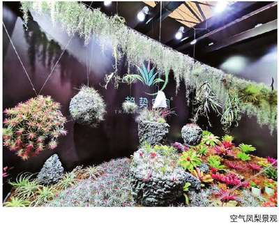 花漾申城 第23届中国花卉园艺展览会的园艺设计点睛